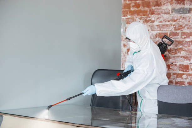 Why You Should Choose Our Mold Remediation Services in Lake Arrowhead, CA